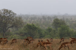 A herd of impalas
