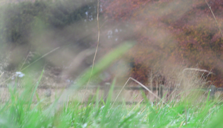 Lismore Fields