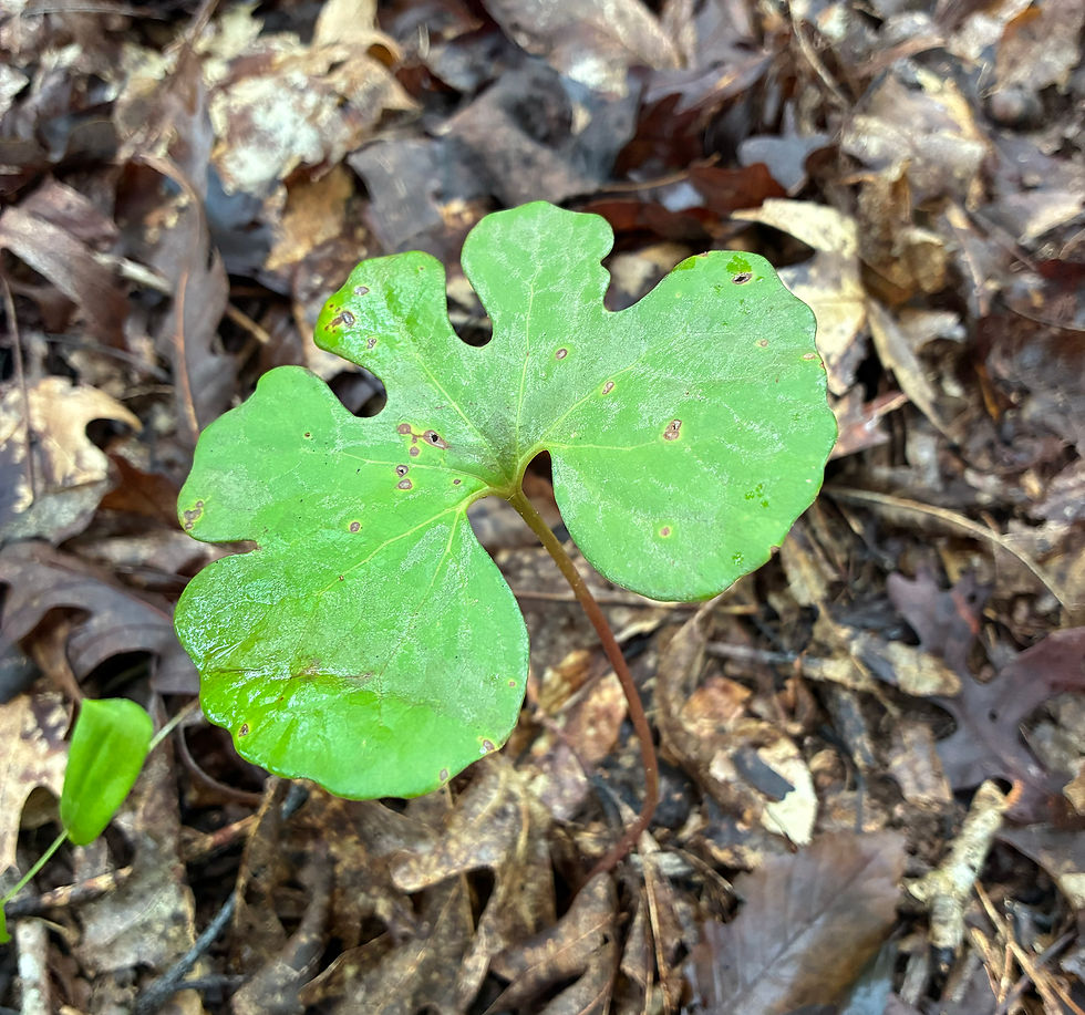 Bloodroot
