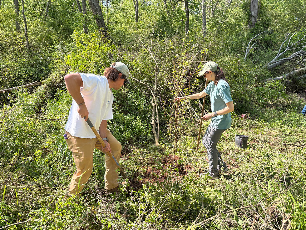 Volunteers planting trees and shrubs in a sunny stretch of bottomland forest.