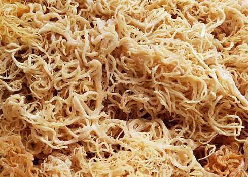 sea moss.jpeg