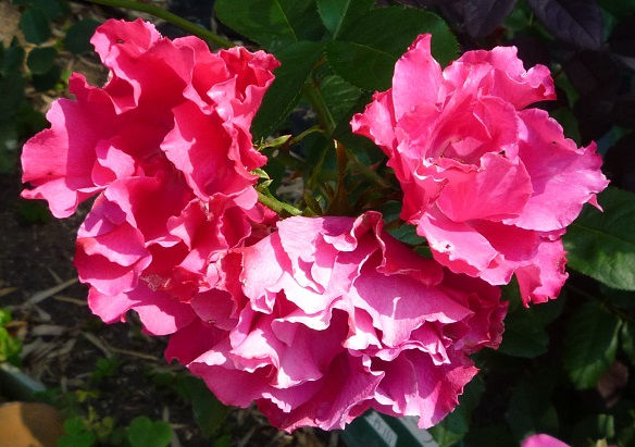 鶴見緑地公園の春バラ&プリザーブドフラワー展