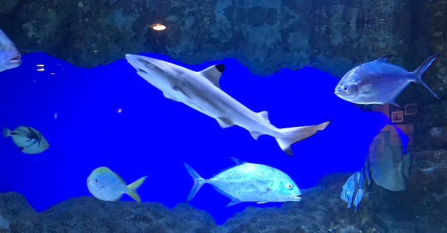 GRAND SHARKのツマグロザメ