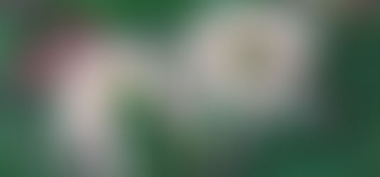 リコリス日記2018~馬見丘陵公園篇