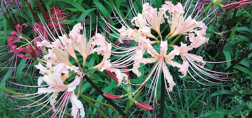 リコリス日記2018~馬見丘陵公園篇
