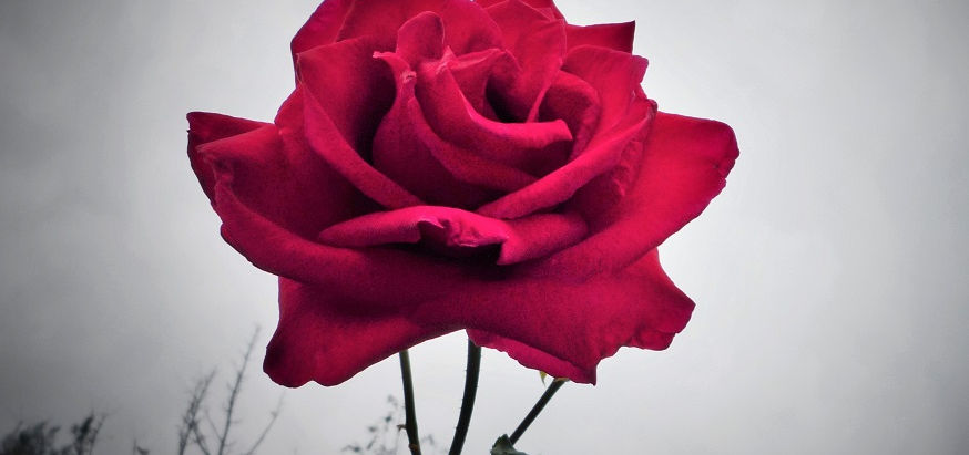 鶴見緑地公園~バラ園篇