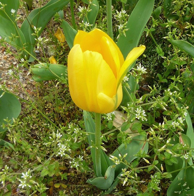 春の花々18 鶴見緑地 布引ハーブ園 春の花々18 鶴見緑地 布引ハーブ園