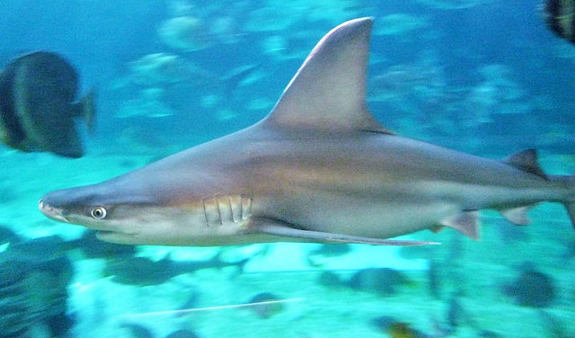 須磨海浜水族園のヤジブカ（メジロザメ）