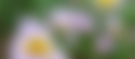 鶴見緑地チューリップ&桜