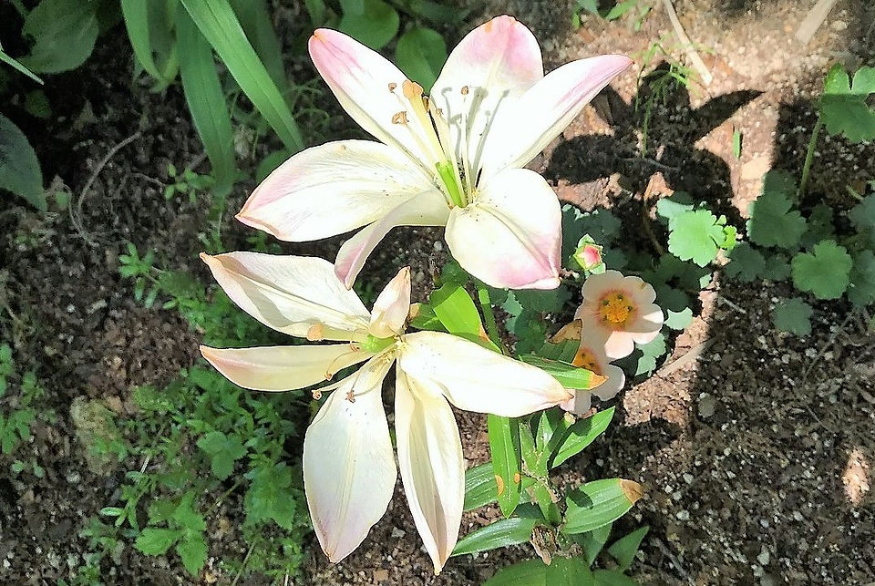 六甲の百合
