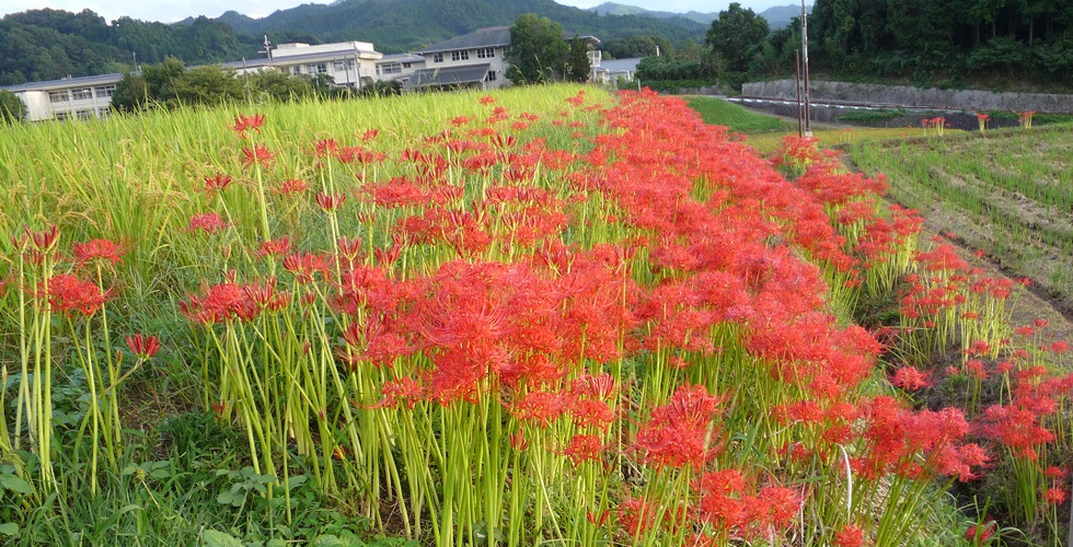 亀石付近の畦道に彼岸花が群生！