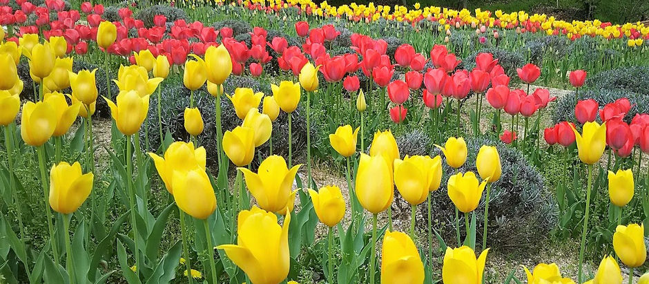 春の花々2018(鶴見緑地&布引ハーブ園)