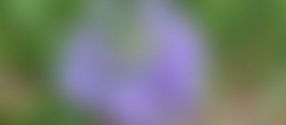 夏の服部緑地(都市緑化植物園)2019