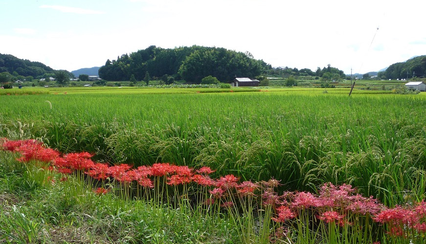 明日香村の畦道に群生する彼岸花