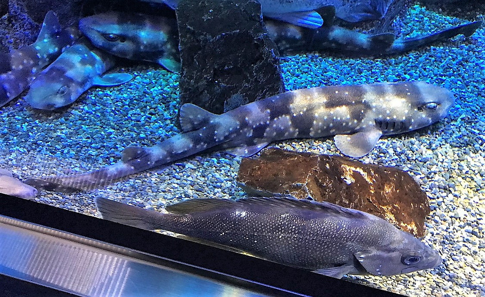 仙台うみの杜水族館のサメたち