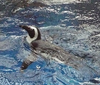ケープペンギン