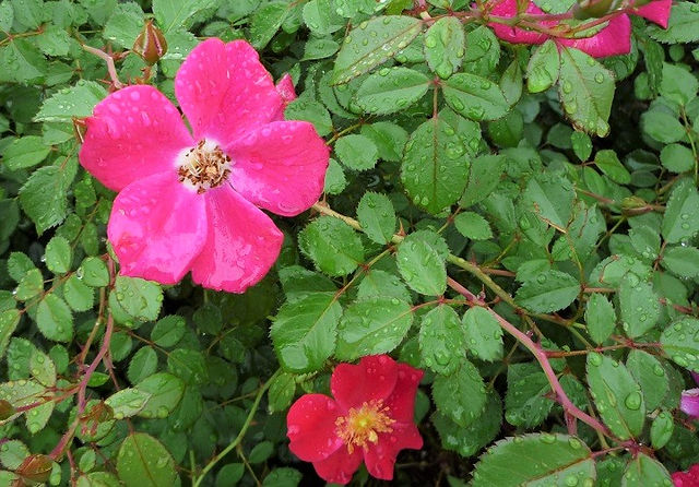 山下公園の薔薇（一枚咲き）