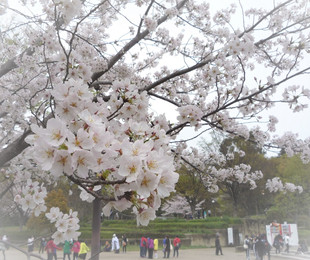 悠冴紀のhp 鶴見緑地 花アルバム 17年4月9日