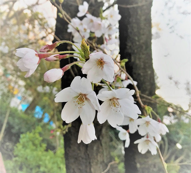 大阪城公園のソメイヨシノ