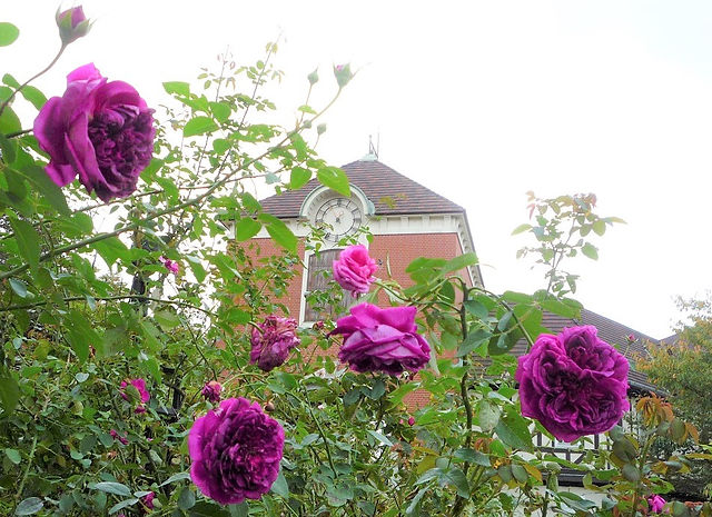 布引ハーブ園の秋薔薇