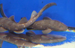 シロボシホソメテンジクザメ