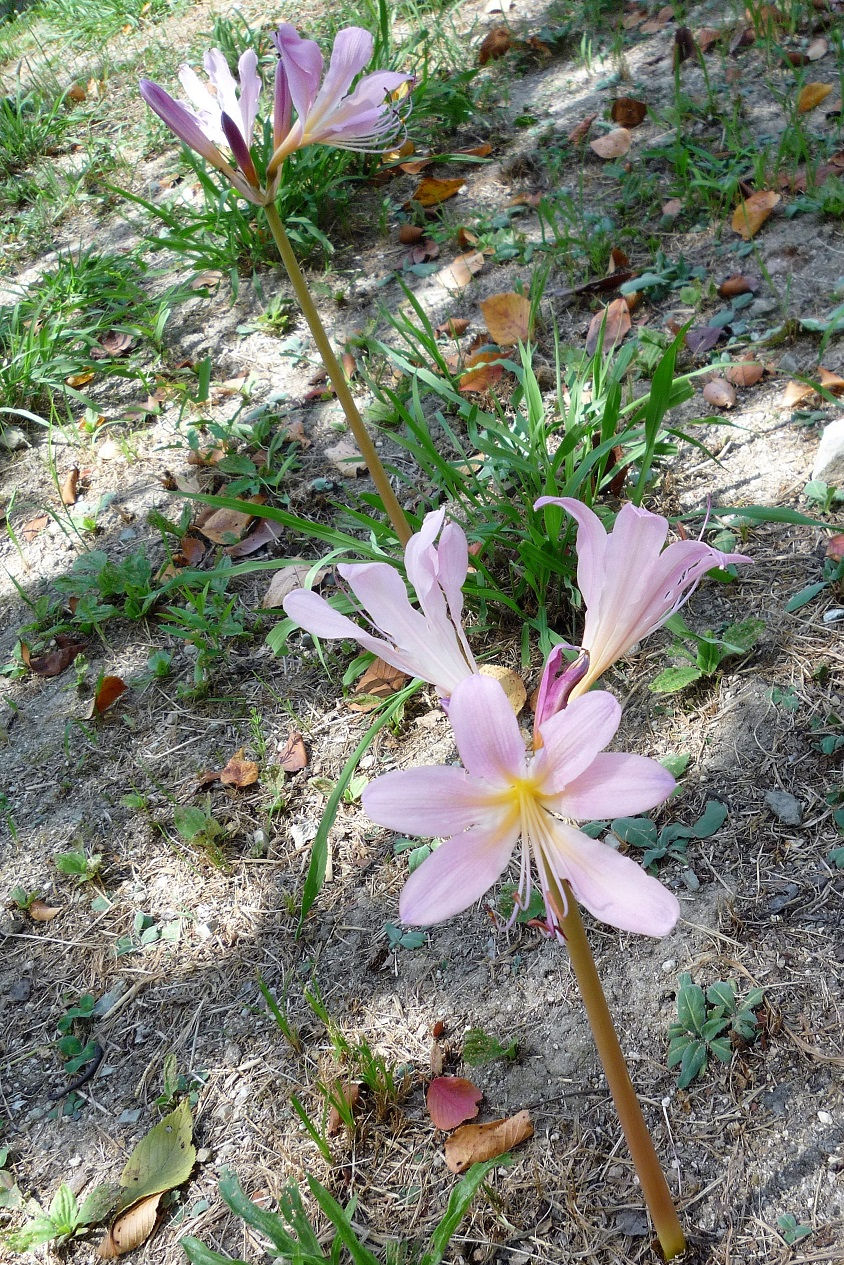 万博記念公園のナツズイセン
