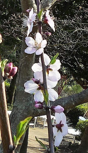 アーモンドの花