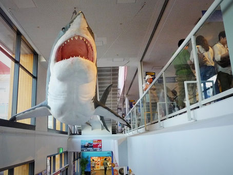 海遊館のシャークワールド~後半