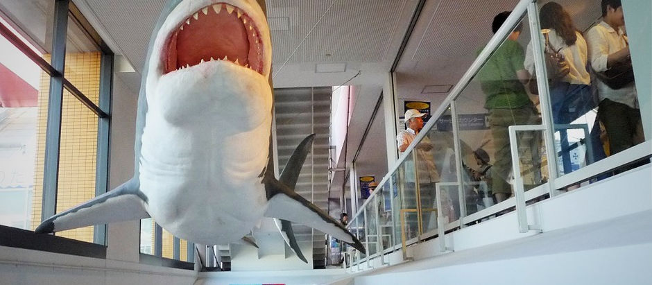 海遊館のシャークワールド~後半