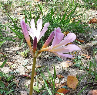 万博記念公園のナツズイセン