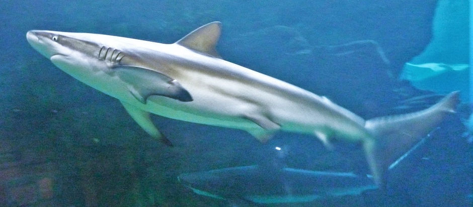 須磨海浜水族園2016年6月~サメ篇