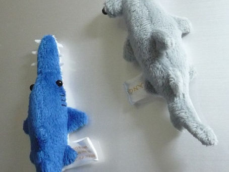 5月のサメ・グッズ