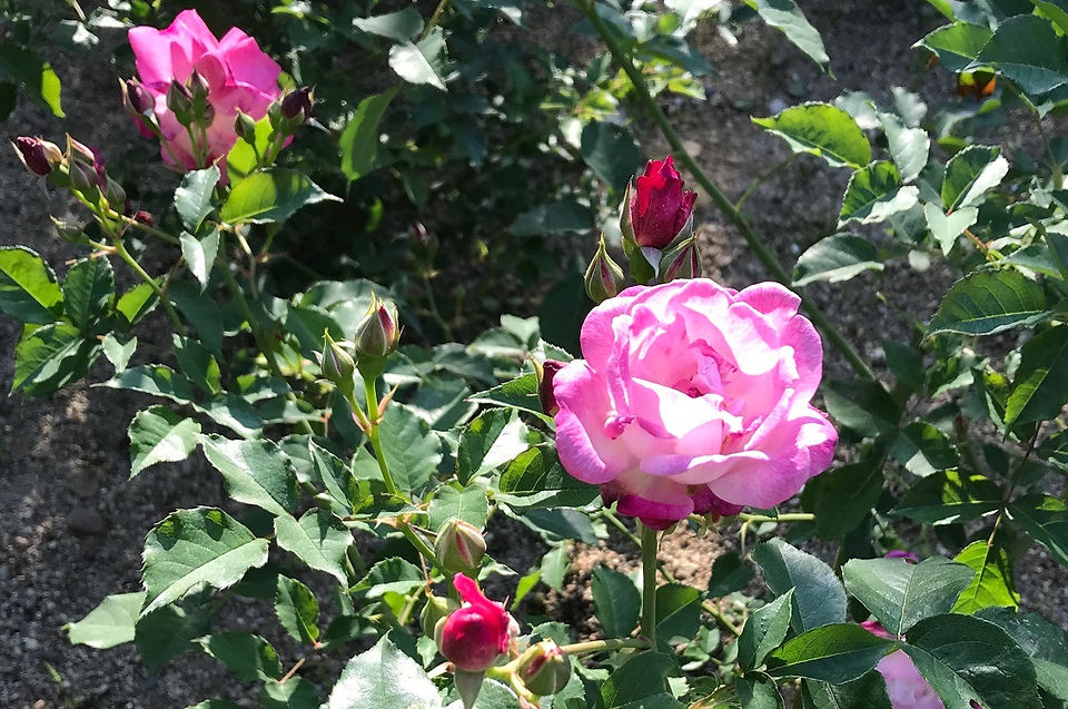 六甲の薔薇