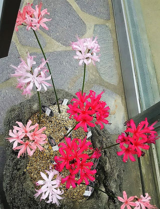 ダイアモンド リリー 咲くやこの花館