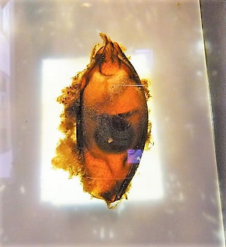 横浜おもしろ水族館のイヌザメ卵２