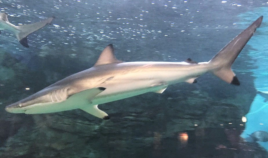 ハナザメのサッキー