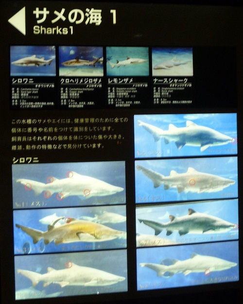 アクアワールド大洗のシロワニ個体識別パネル