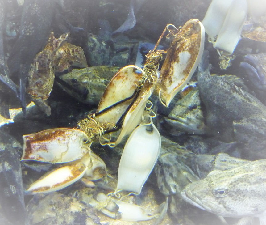 人魚の財布ことナヌカザメの卵