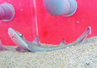 須磨海浜水族園 鮫の赤ちゃん産まれまし展