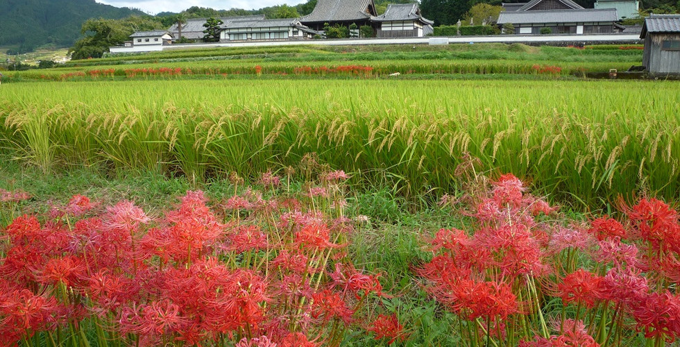 橘寺を背景に撮った彼岸花