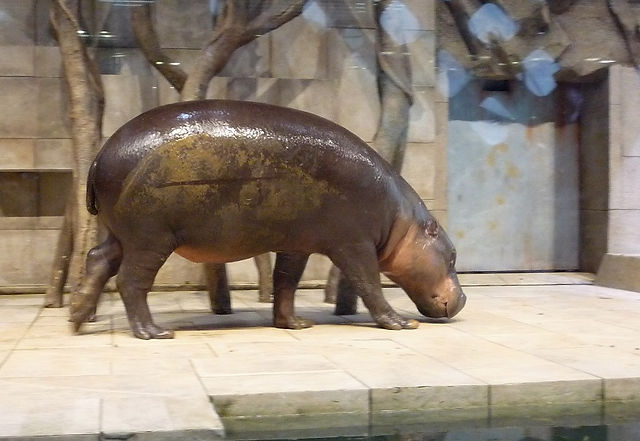 ミニカバ
