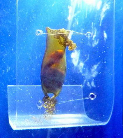 京都水族館 サメ 鮫 京都水族館 サメ 鮫