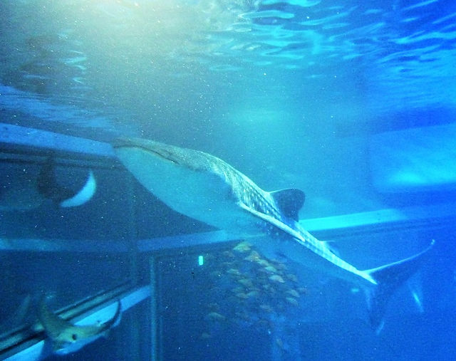 海遊館のマスコット、ジンベイザメ！