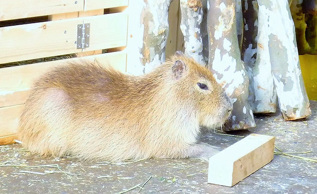 カピバラ