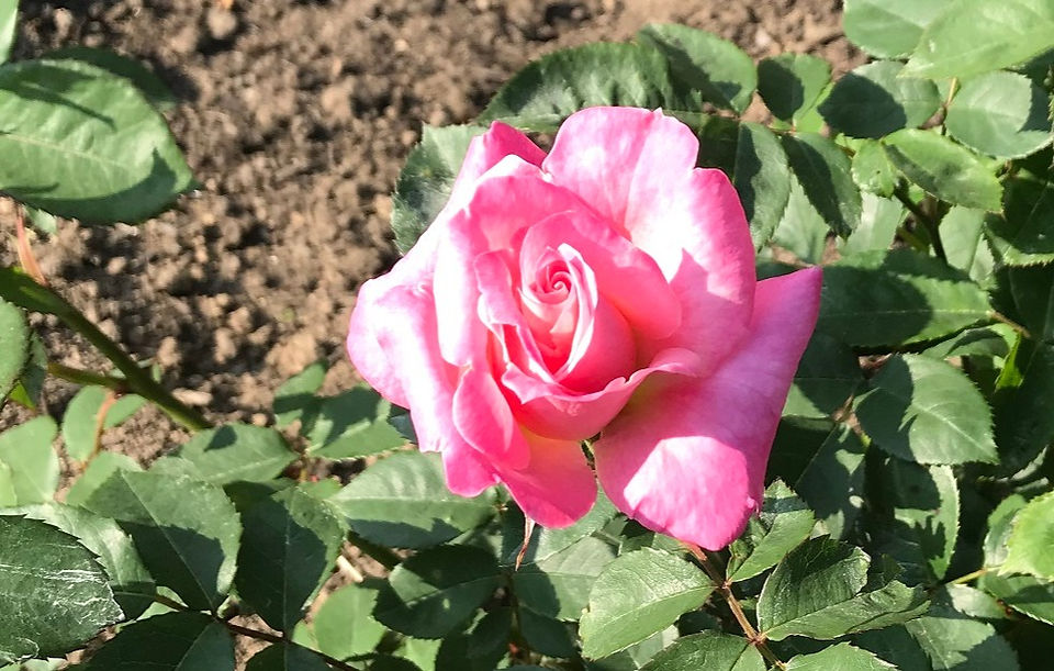 六甲の薔薇
