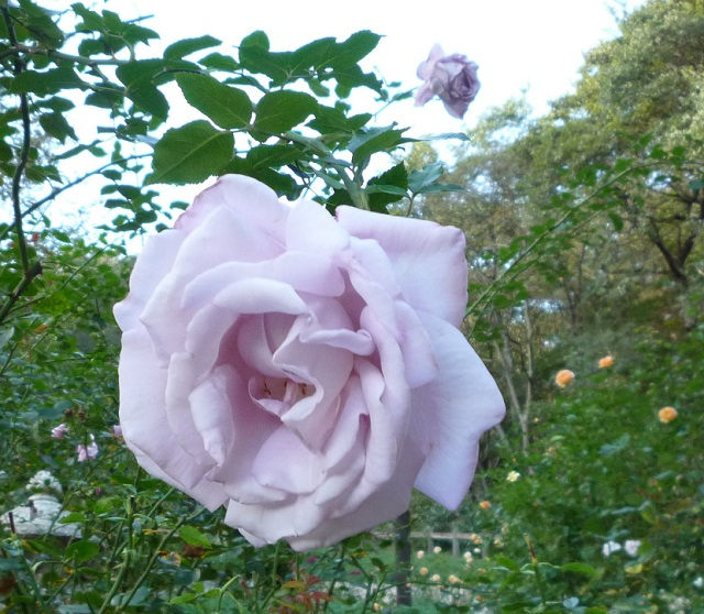 薄紫の秋薔薇