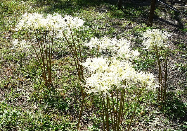 白花曼珠沙華（リコリス・アルビフローラ）