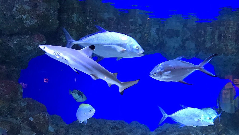 GRAND SHARKのツマグロザメ