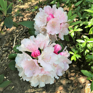 山下公園のシャクナゲ