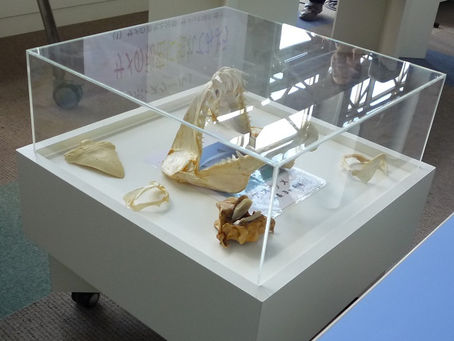 スマスイ講座 『サメの秘密に触れてみよう』